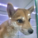 복실애견 이미지