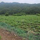 봉화군 춘양면 백두대간수목원 인근 귀농귀촌 토지 급매매 이미지
