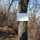 작은앵골 이미지