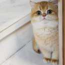 골든베니 이미지