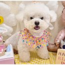 부산애견호텔 강아지 유치원 맘바이 서면본점 이미지