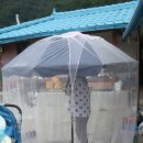 자윤 Daum카페
