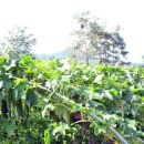 애수농장 이미지