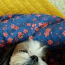 몽이야 이미지