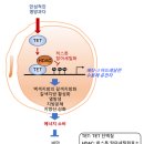 지방 태우는 ‘착한 지방세포’ 늘려 비만 치료 이미지