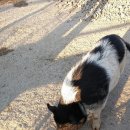 대관령 아기동물농장 이미지