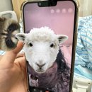 틀니쟁이 이미지