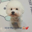 강아지 이발관 이미지