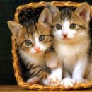 초원동물병원 이미지