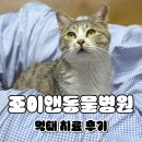 향남메디동물병원 | 향남 동물병원 2지구 조이앤동물병원 고양이 길냥이 진료 솔직후기