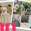 똥강아지 김해 강아지분양 고양이분양 이미지