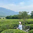 악양국시방 | 하동 녹차밭 카페 매암제다원과 근처 맛집 국시방