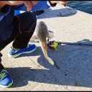 삼성리조텔 이미지