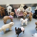 핸즈독(HANDSDOG) | 양산 강아지 유치원 핸즈독스쿨&amp;그루밍 행복한 아가들