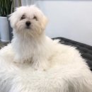 미스터멍 이미지