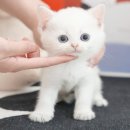 의성동물병원 | 행복이 두 배! 의성고양이분양 미유펫 대구점에서 만난 두 번째 가족 (feat.군위,안동)