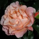 장미한복 이미지