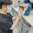 보담동물병원 | 포항동물병원추천하면 여기, 반려동물 건강은 포항보담동물병원에서!