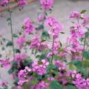 루나리아(lunaria)