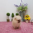 댕댕이 애견샵 이미지