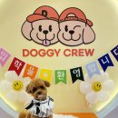 도기크루 이미지