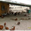 소사목장 이미지