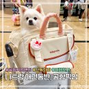 애견천사들 | 나트랑 애견동반 공항 시내 이동 | 여행천사 픽업 샌딩 후기