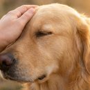 나의작은천사에게 이미지