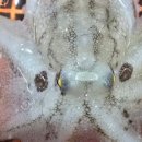 중매인55호 이미지