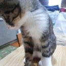 왕발고양이 이미지
