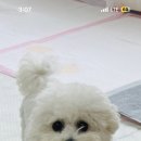 콩몽이네 이미지