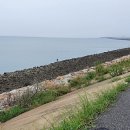 석문방조제 자귀나무 이미지