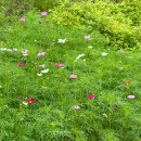억만농장 | 충남 아산 피나클랜드 억만 송이 가을꽃축제 2025년 9월 최신 후기, 꽃 개화 상황 및 솔직 리뷰...
