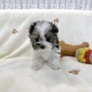 부산강아지분양 마이뭉 24시 이미지