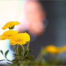 서광약국 이미지