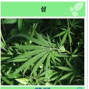 CBD 오일의 항암효과 탐구 이미지