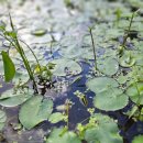 영월초등학교 이미지