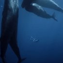 고래피시방 이미지