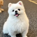 아소비 퍼피스 이미지