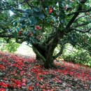 서천 마량리 동백나무 숲 이미지