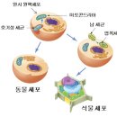 녹조의 주범 남세균의 ‘불편한 진실 (긴 글이나 최근에 크게 문제가 되고 있는 녹조 이해에 크게 도움됨) 이미지