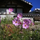 귀봉사 | 도산서원 내 영귀봉사(靈龜峰寺) – 볼거리, 먹거리, 총평