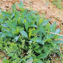 쑥부쟁이 이미지