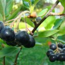 아로니아 이미지