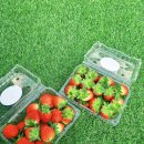 양도초등학교 | 강화도 아이와 가볼만한곳 추천! 키즈카페급 시설의 '오와오딸기' 체험 후기 (당도 최고 🍓)