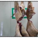 오산흑염소농장 이미지