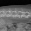 9월의 소원 동물병원 이미지