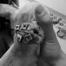 24시예스동물병원 이미지