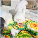 강남큰빛유치원 | 강남애견유치원 상담 자세히 받고 주3회 켈리독 등록 후기