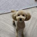 망고펫살롱 이미지